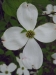 White Dogwood Blossom