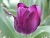 Purple Tulip