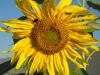 Giant Sunflower