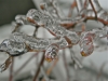 Icicles on Blueberry bush