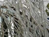 Icicles on Willow tree