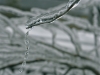 Ice on Tree