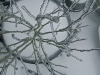 Icicles from top of Blue berry bush