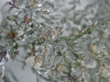 Ice covering plant