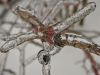 Icicles on Desert Rose