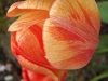 Orange Tulip