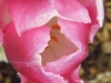 Pink Tulip