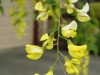 Yellow hanging flowers