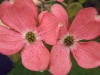 Pink Dogwood