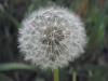 Dandelion Seed pod