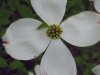 White Dogwood Blossom