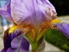 Purple Iris