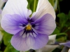 White and purple pansy