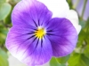 Purple and white pansy