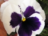 White and dark purple Pansy