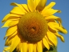 Giant Sunflower