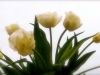 Mother\'s Day Tulips