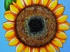 Yellow Sunflower